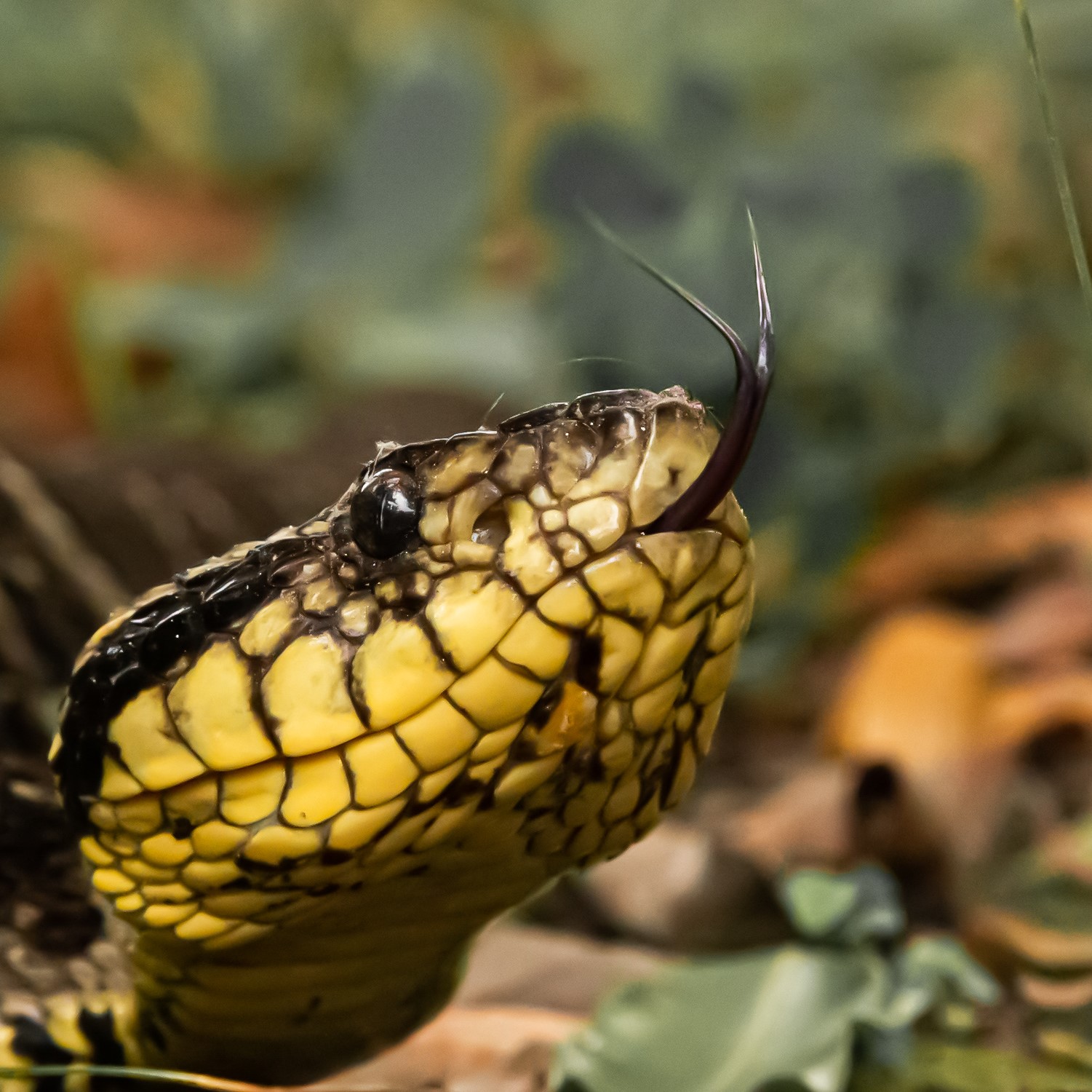 Nossas Incríveis Serpentes