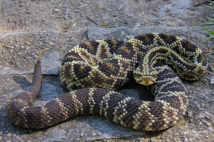 Crotalus durissus