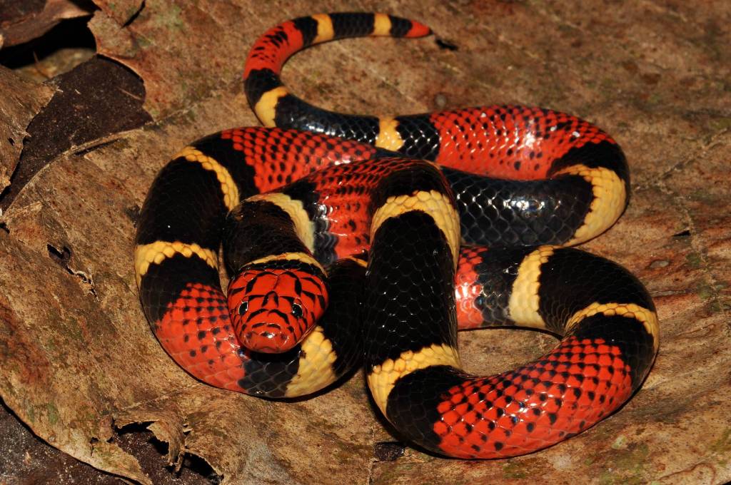 Micrurus Surinamensis - Serpentes Brasileiras