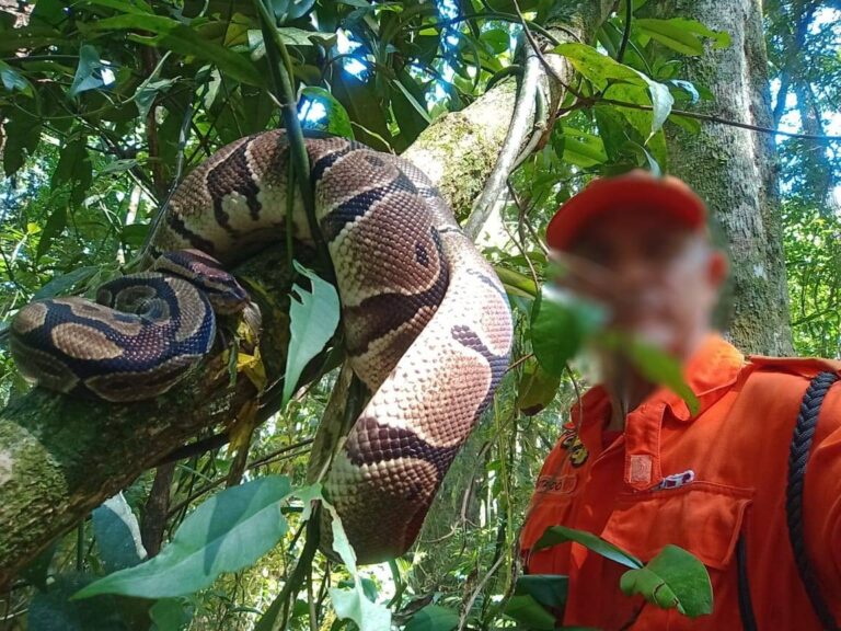 Serpente píton é retirada do Parque Nacional da Tijuca, no Rio