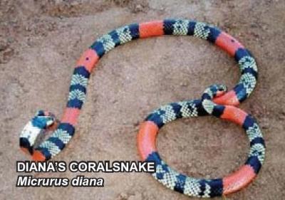 Micrurus diana Serpentes Brasileiras