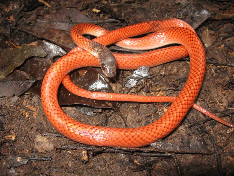 serpentes brasileiras