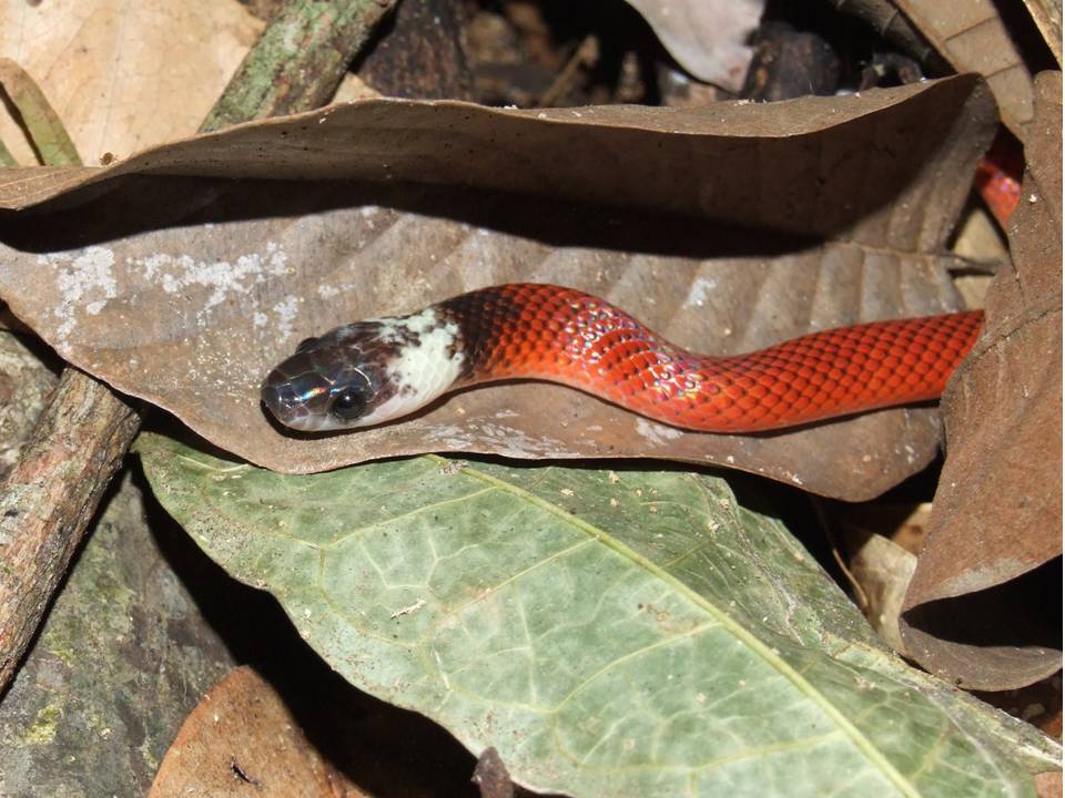 Falsa Coral