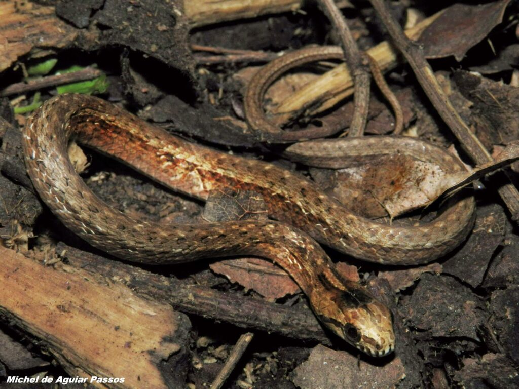 Foto de Thamnodynastes strigatus