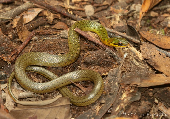 cobra verde