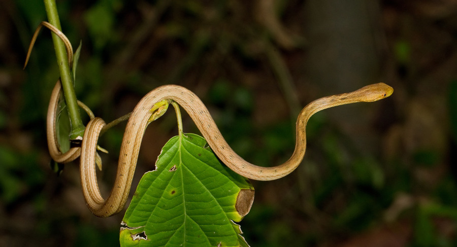 Foto de Thamnodynastes pallidus