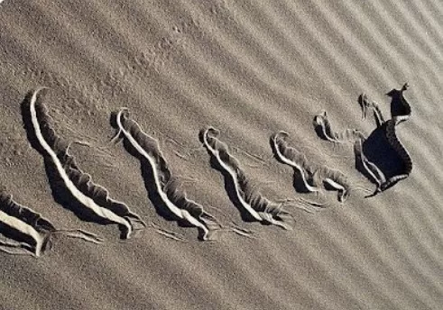 movimento ondulatório de cobra